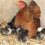 By Interhome Marais-Vernier