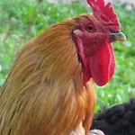 By Interhome * Marais-Vernier