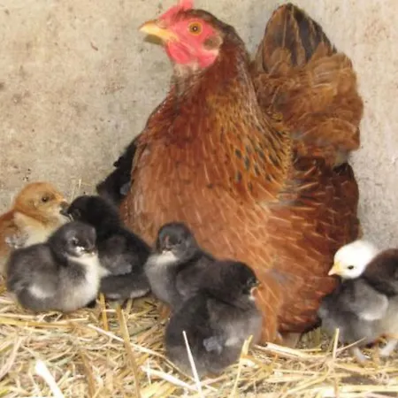 L'etable D'emile - Stall Von Emile By Interhome Marais-Vernier