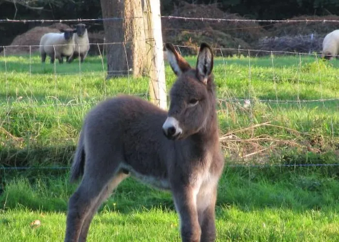 Dom wakacyjny L'etable D'emile - Stall Von Emile By Interhome *