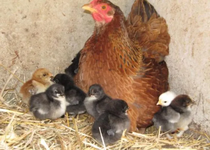 L'etable D'emile - Stall Von Emile By Interhome Marais-Vernier