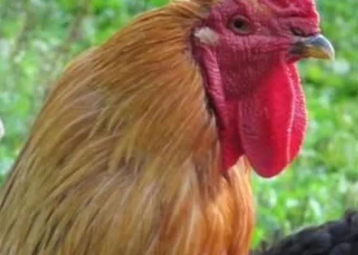 L'etable D'emile - Stall Von Emile By Interhome * Marais-Vernier